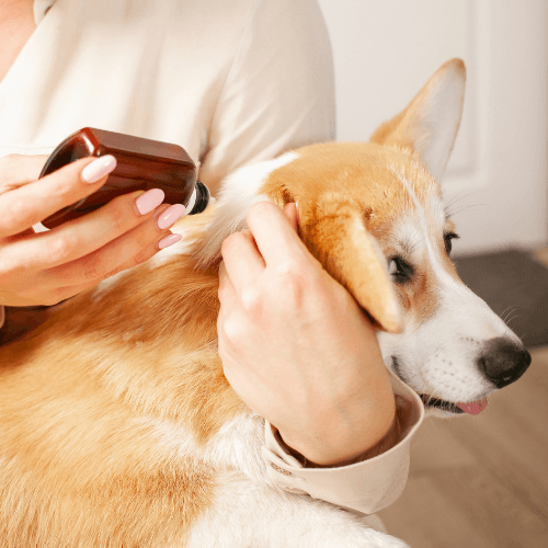 pet-flea-treatment