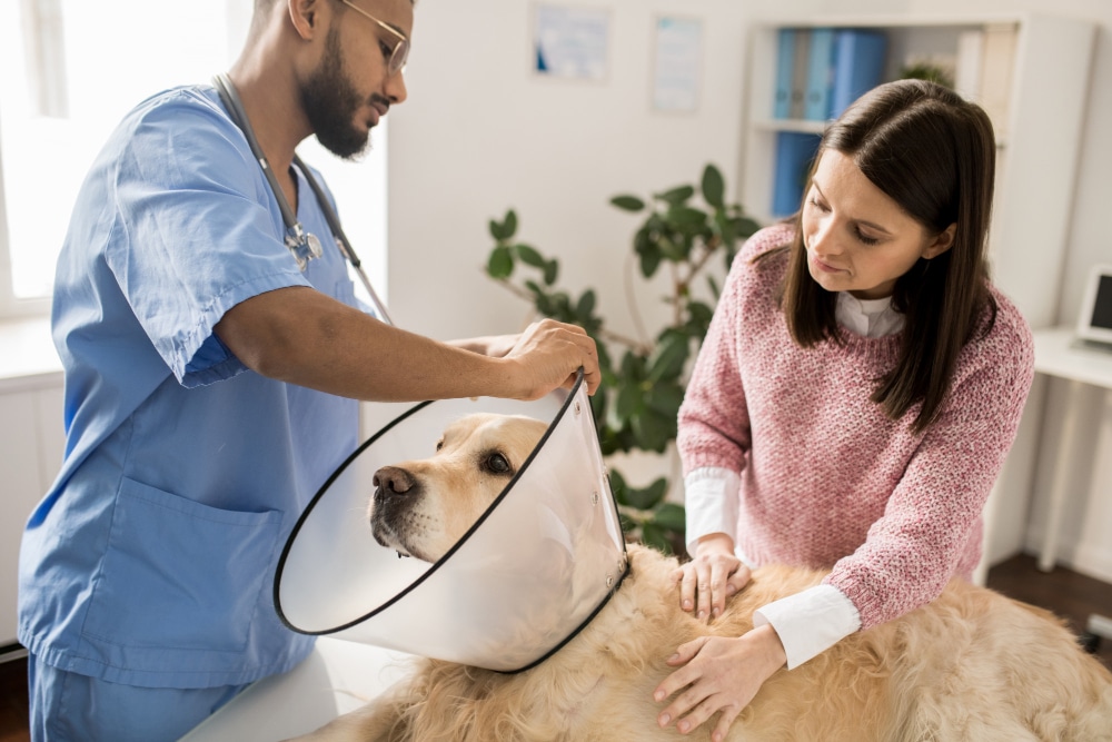 Are Home Veterinary Visits Available in the UK