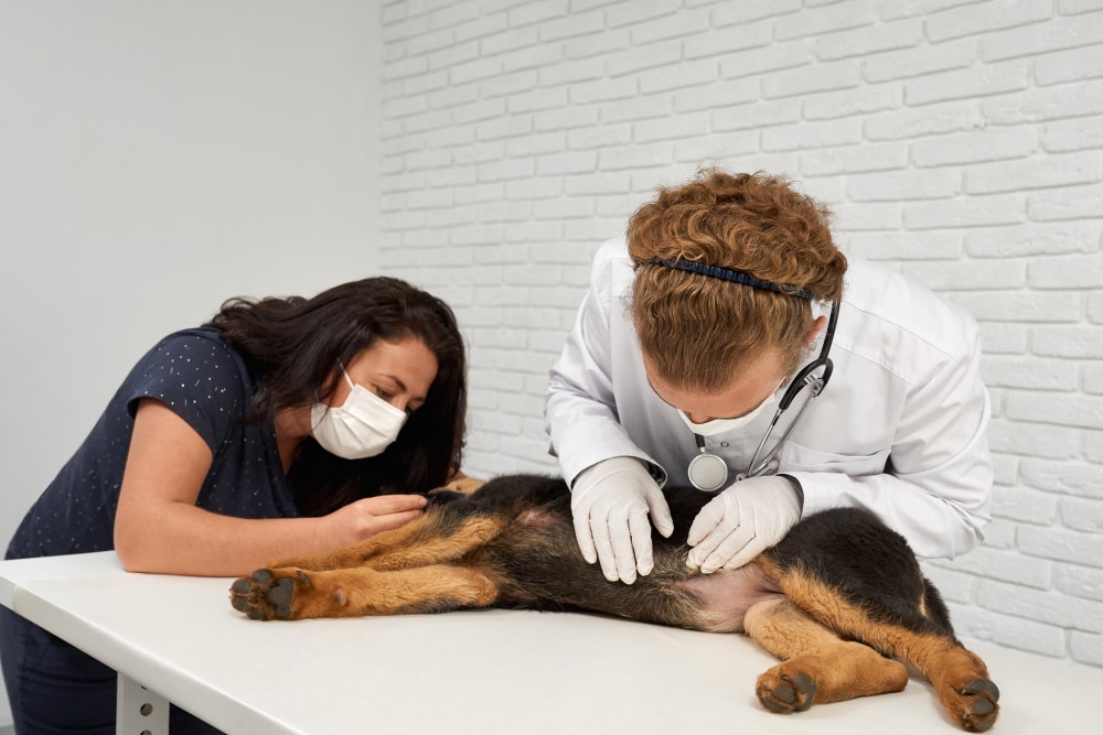 Emergency Vet Care in the UK