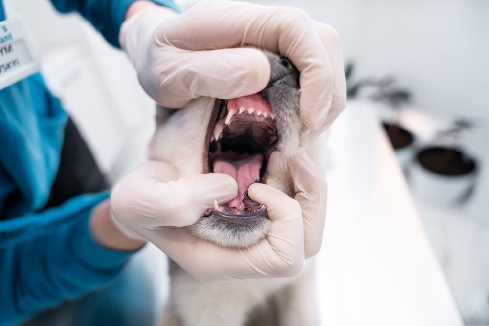 How Often Should My Pet Get a Dental Checkup