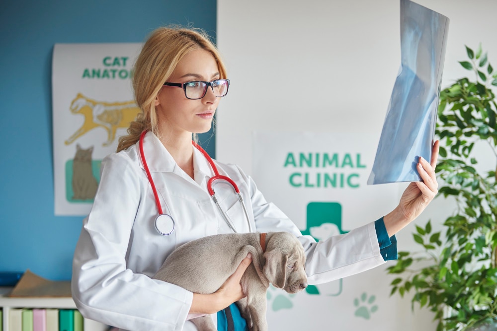 How to Prevent and Monitor Pet Illnesses