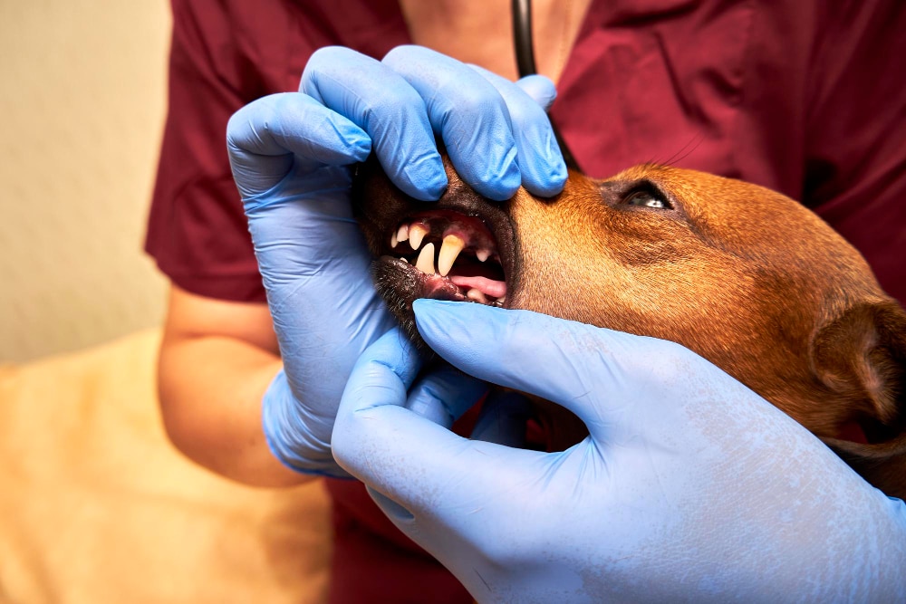 Pet Dental Care in the UK