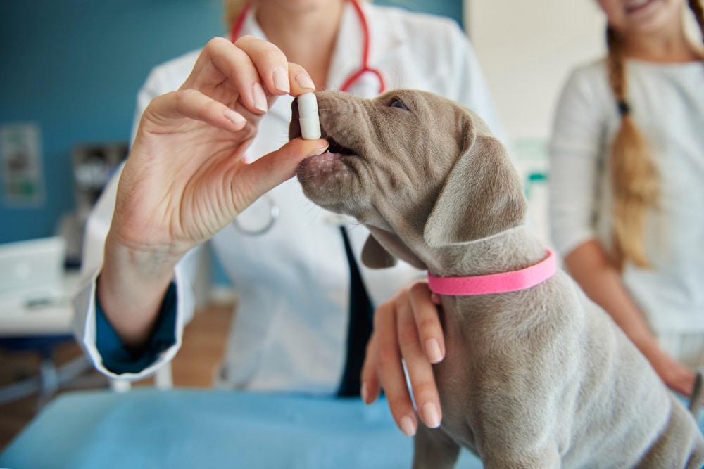 Pet Health & Conditions in the UK