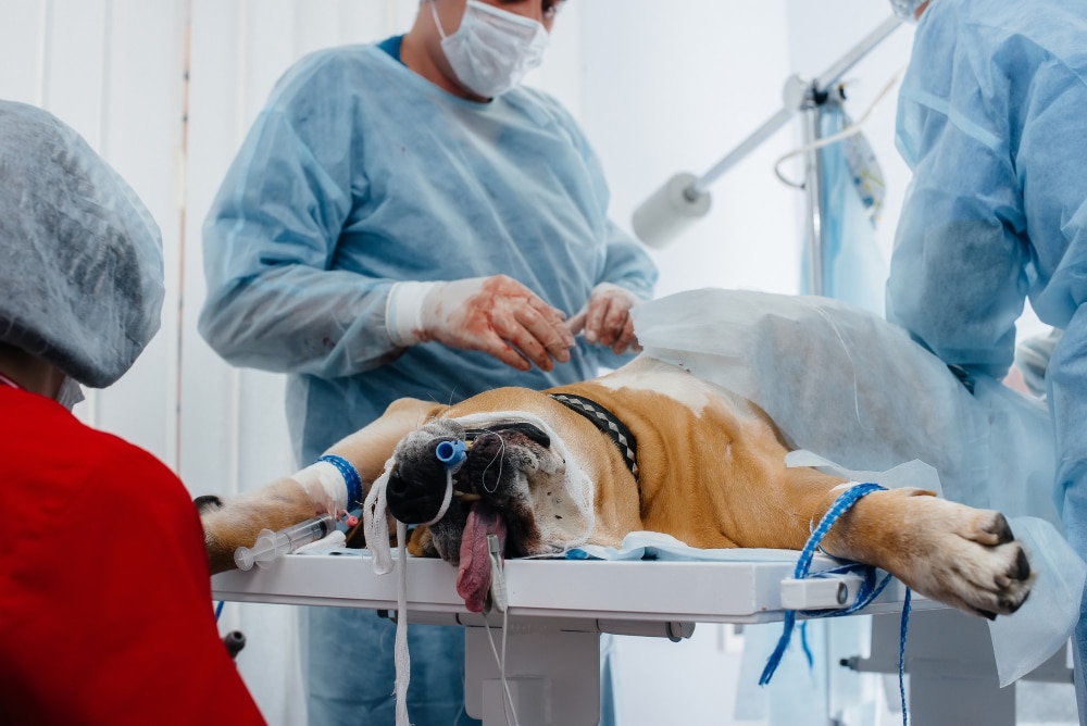 Pet Surgery & Procedures in the UK