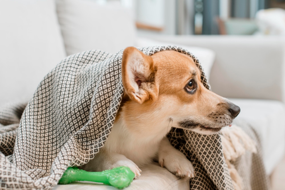 What Illnesses Affect Pets Seasonally in the UK