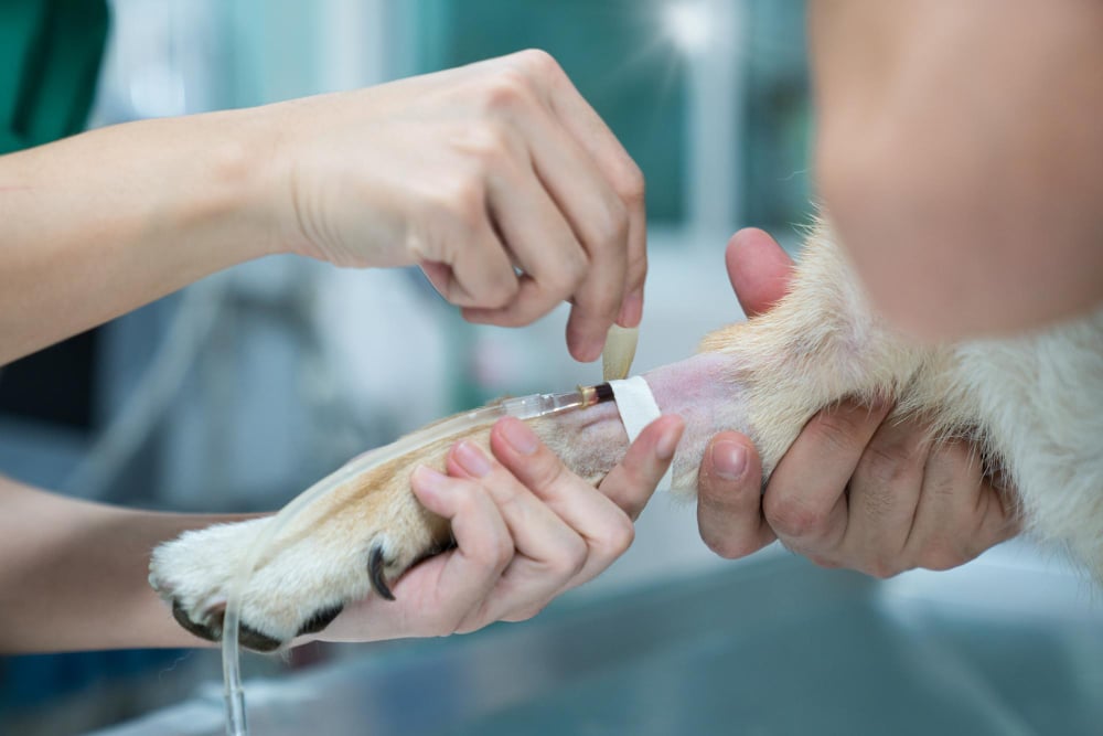 What Is Soft Tissue Surgery in Pets