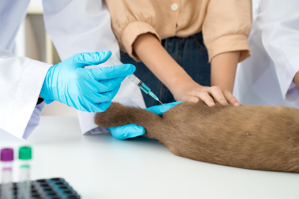 What Is the Puppy Vaccination Schedule in the UK