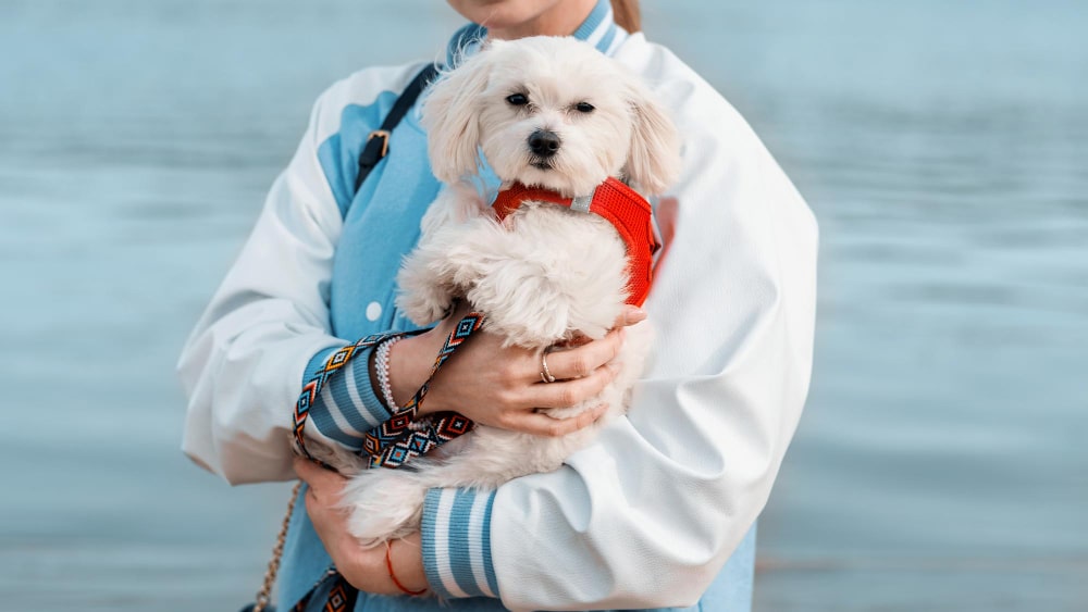 What to Expect Before and After Pet Surgery