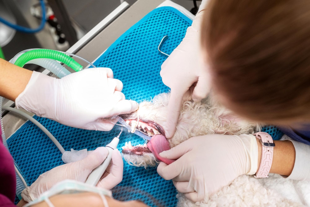 When Does a Pet Need Dental Surgery or Cleaning