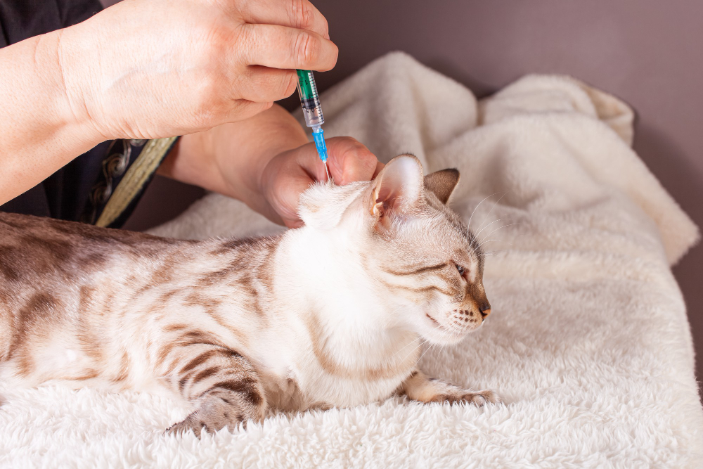 How Can You Protect Pets from Seasonal Illnesses