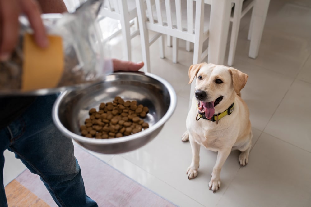 How Should I Feed My Pet Based on Their Breed or Size