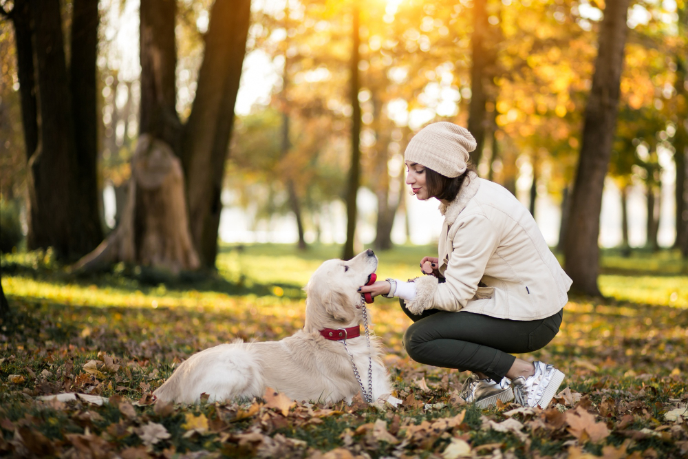 Seasonal Pet Illnesses: Allergies, Heatstroke, Toxins, and Preventive Care for Every Season
