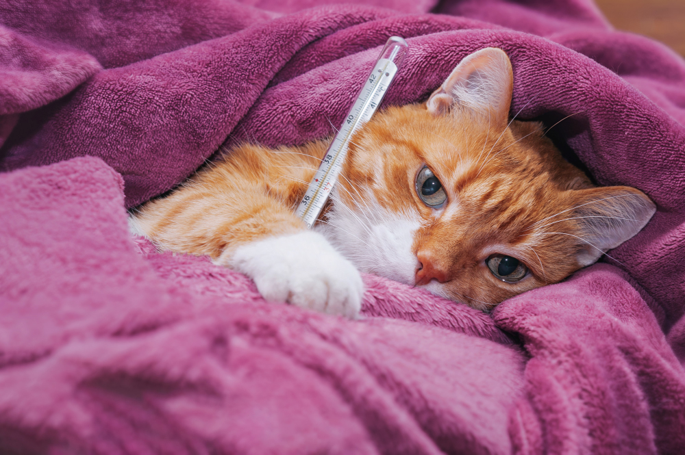 Symptoms of Sick Pets: Key Signs, Emergencies & Early Detection
