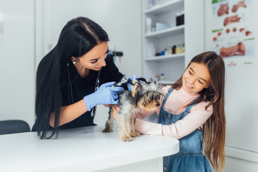 What Flea and Tick Treatments Are Available for Pets in the UK