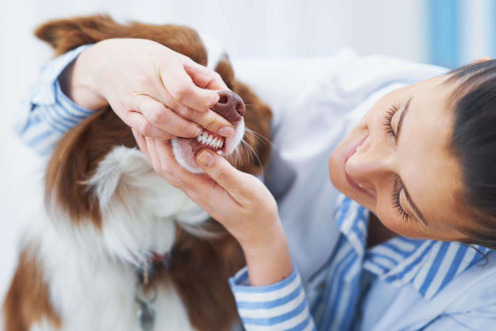 Dental Checkups for Pets: Frequency, Procedure, and Health Benefits Explained