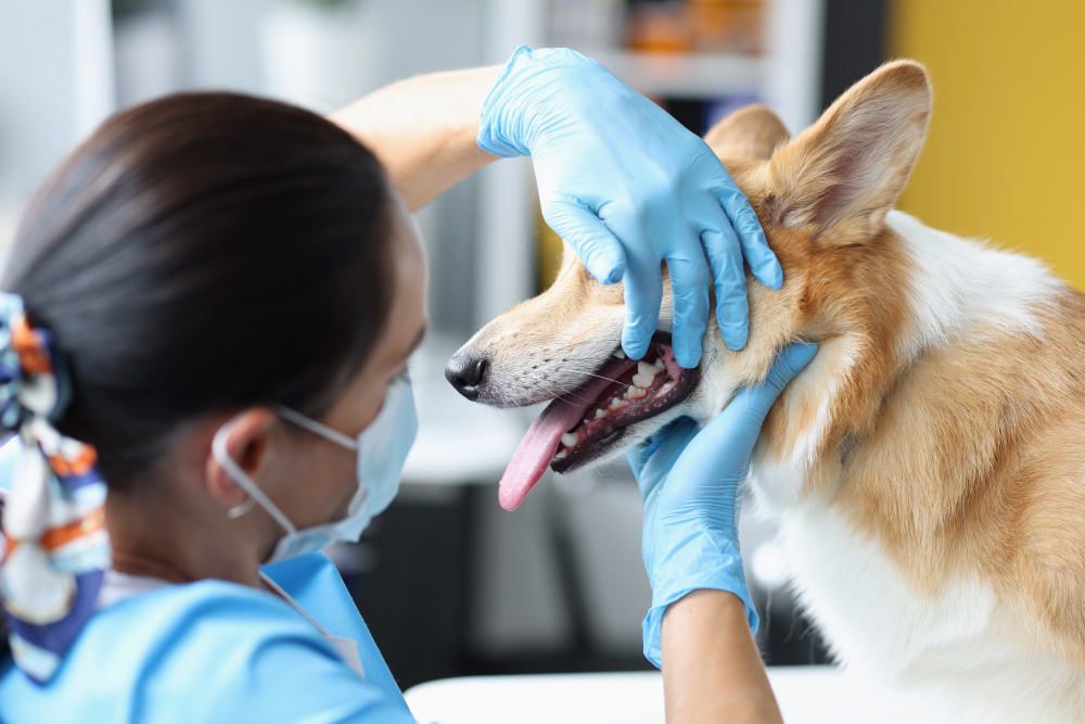 Dental Surgery for Pets: When It’s Needed, How It Works, and How to Prevent It