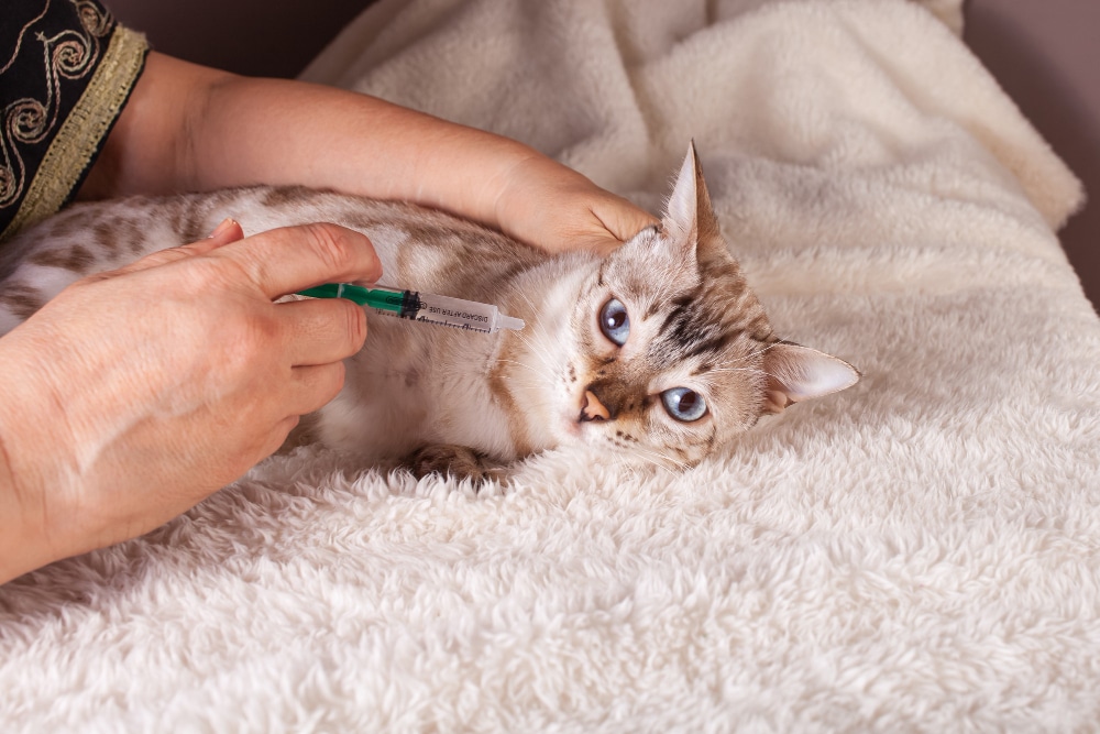 Do Indoor Cats in the UK Still Need Vaccinations