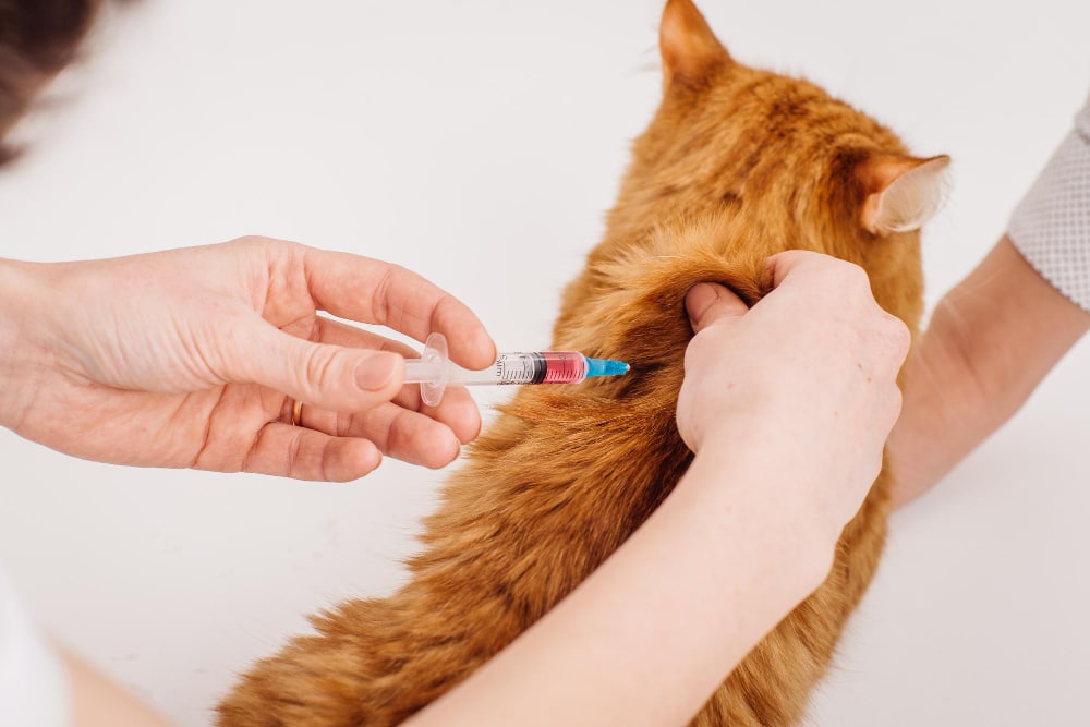 How Often Do Pets Need Booster Vaccinations