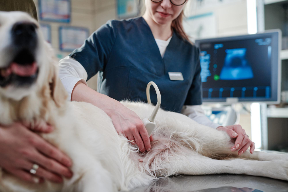 Orthopaedic Surgery for Pets