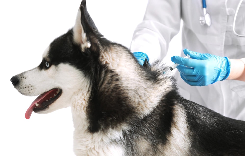 Rabies Vaccinations UK: Travel Rules, Timing & Vaccine Validity