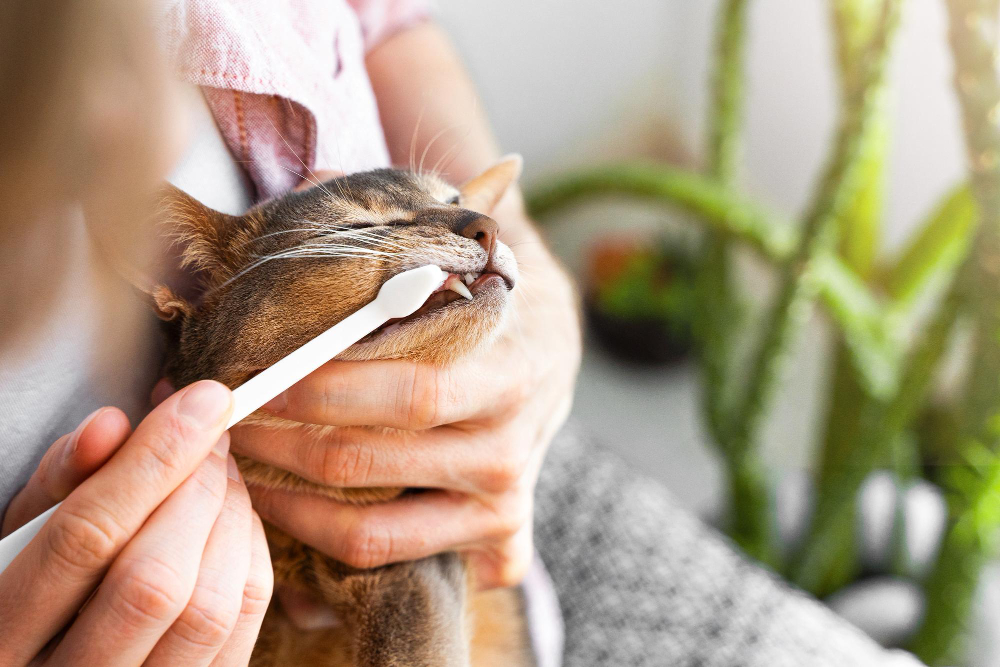 Signs of Dental Issues in Pets: Symptoms, Hidden Pain, and When to Schedule a Checkup