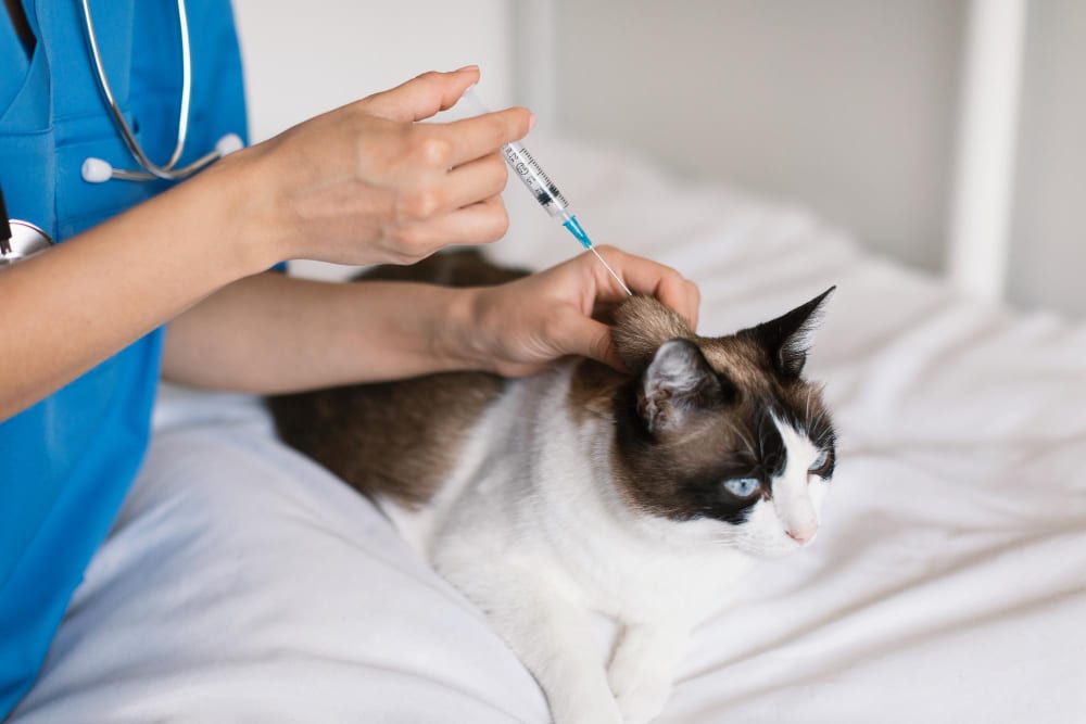 Why Are Cat Vaccinations Essential in the UK