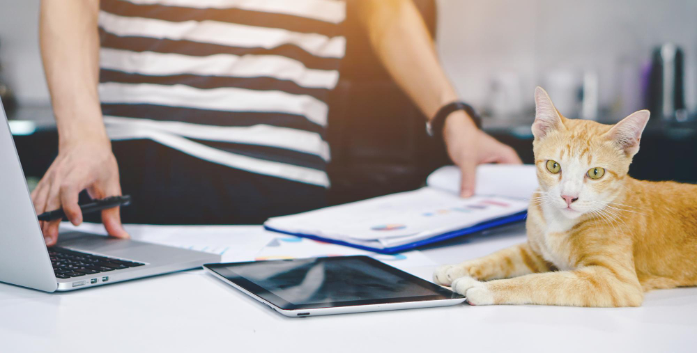 How Does the Pet Insurance Claim Process Work in the UK?