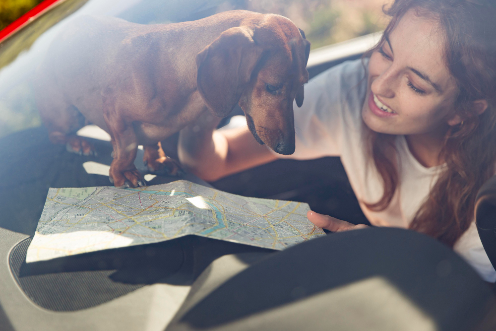 How Do Pet Passports and Travel Rules Work in the UK?